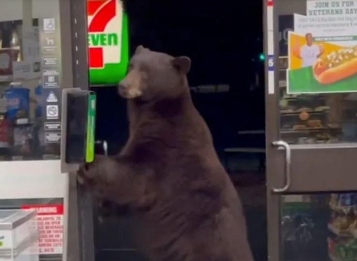 A screenshot from the TikTok video of a bear entering a 7-Eleven store in Tahoe this week. (@fmunna83pk / TikTok)