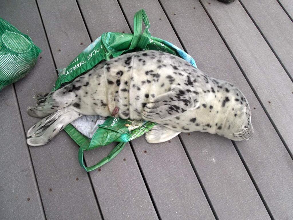 In this May 21, 2016, photo provided by the Westport Aquarium, a baby seal is seen laying across a shopping tote used to carry it off a beach in Westport, Wash. State wildlife officials had to euthanize the harbor seal pup after it was determined to be unresponsive and lethargic. As harbor seals are being born in the Pacific Northwest this time of year, marine mammal advocates are urging people not to touch or pick up pups that come up on beaches and shorelines to rest. At least five times this season, well-meaning people have illegally picked up seal pups in Oregon and Washington thinking they were abandoned or needed help, but that interference ultimately resulted in two deaths, said Michael Milstein, a spokesman with the National Oceanic and Atmospheric Administration. (Marc Myrsell/Westport Aquarium via AP)