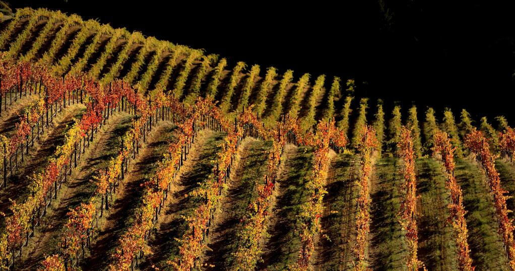 A vineyard along Canyon Road in Geyserville soaks up late afternoon light, Wednesday, Nov. 7, 2018. (Kent Porter / The Press Democrat) 2018