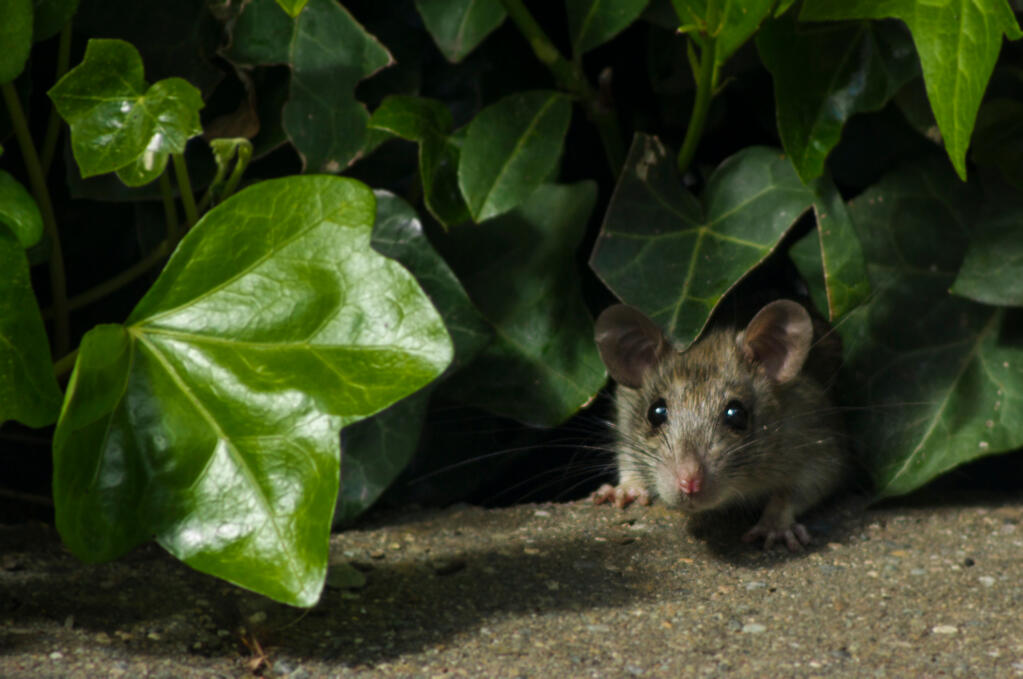 A dense growth of ivy is a perfect place for brown rats (Rattus norvegicus) or roof rats (Rattus rattus) to make nests. (Shutterstock)