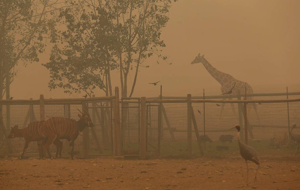 A variety of wildlife walk around in the thick smoke at Safari West, along Porter Creek Road, near Santa Rosa on Tuesday, October 10, 2017. (Christopher Chung/ The Press Democrat)