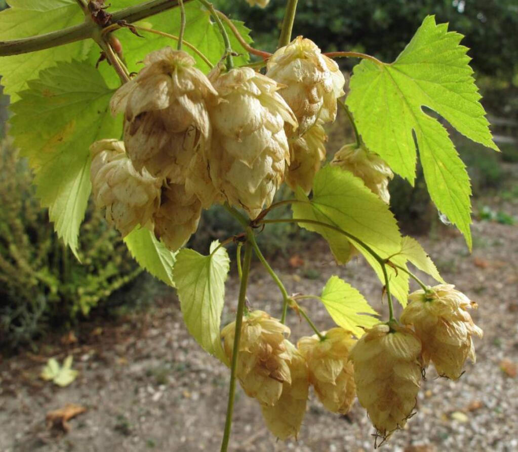 DEAN FOSDICK / Associated PressThis Oct. 2, 2013 photo shows hop flowers that are both ornamental and edible in a garden in Langley, Wash. Hops are an easy-to-grow perennial that greatly enhance a beer's flavor when picked fresh.