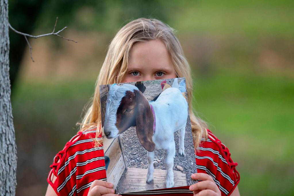 Jessica Long’s daughter holds a photo of Cedar, the goat she raised that was auctioned in the Shasta County Fair before her family had a change of heart and took him back. (Lezlie Sterling/Sacramento Bee/TNS)