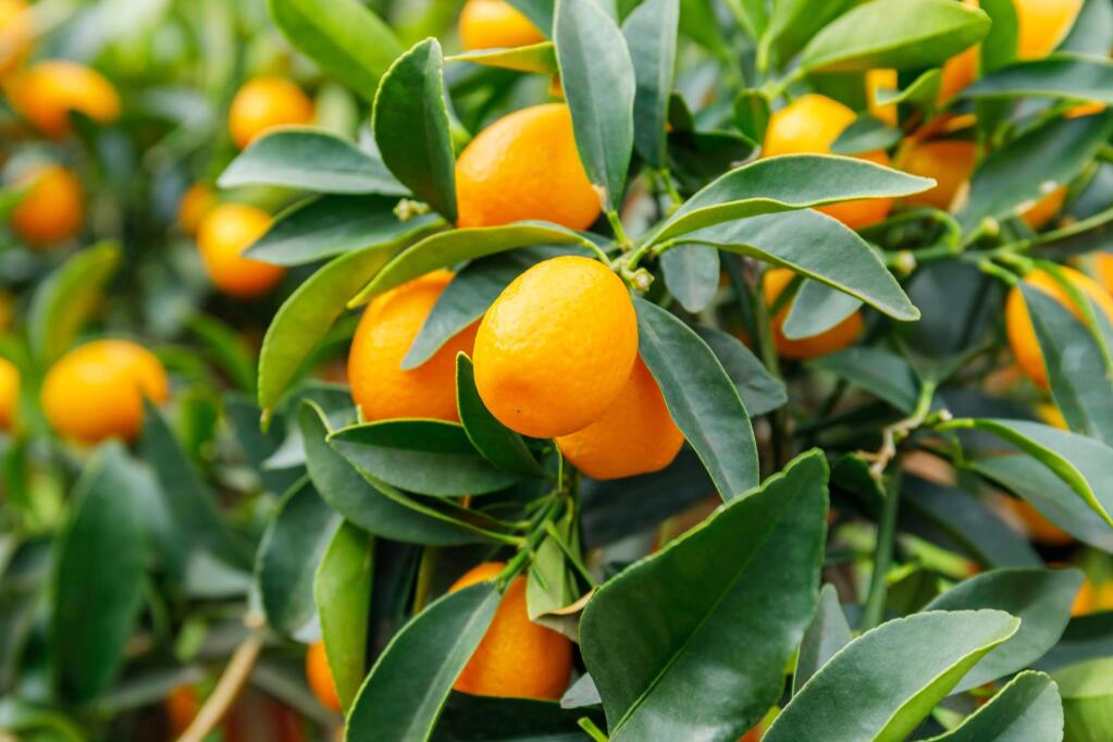 Although they're small, kumquats are power-packed with flavor and good nutrition, particularly vitamin C, calcium, manganese and more. (N.Nattalli/ Shutterstock)