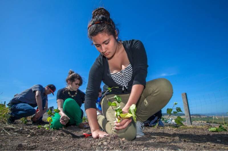Alondra Sanchez and the rest of the crew from the SVHS ag program planted beans last May at Sonoma Raceway's kitchen garden.