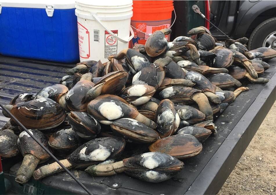 Over limit of gaper clams taken during low tide on June 23, 2018, by two groups of clammers using hydraulic hand pumps.