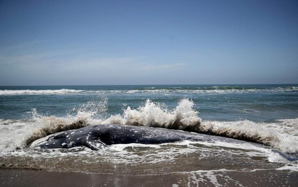 A dead whale was found along the Point Reyes National Seashore near Limantour Beach on Thursday, May 23, 2019. (MARINE MAMMAL CENTER/ FACEBOOK)