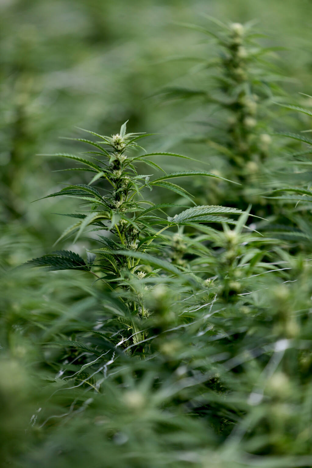 Marijuana plants grow in a hoop house at Petaluma Hill Farms in Petaluma, Calif., on Thursday, August 26, 2021.(Beth Schlanker/The Press Democrat)