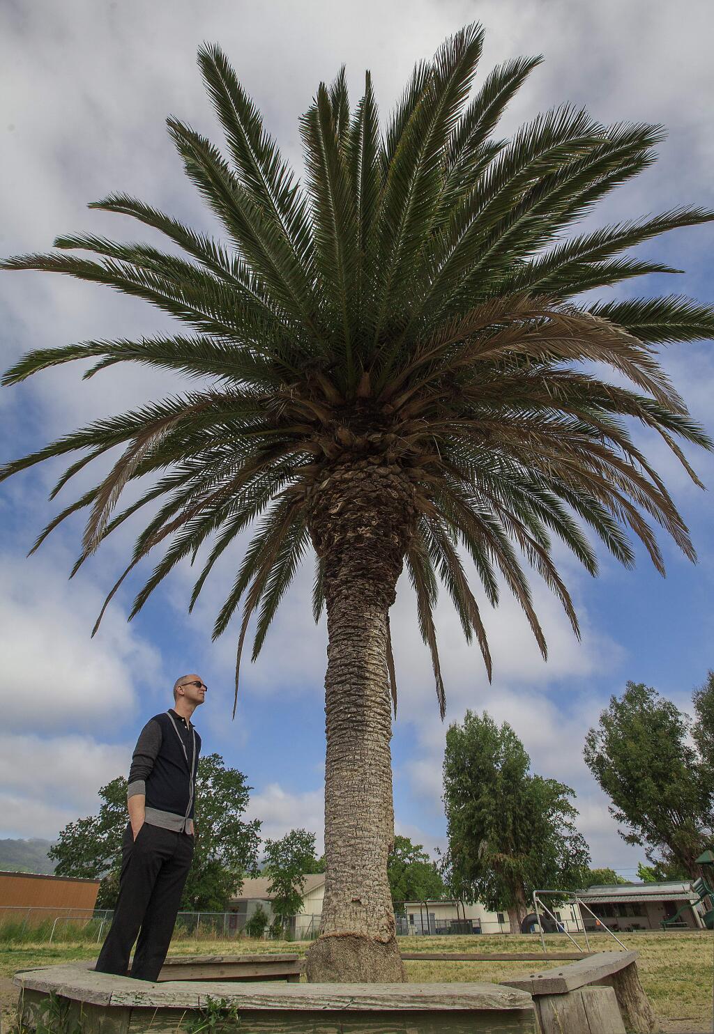David Kassebaum, principal of the Sonoma Charter School on Highway 12 in Boyes Hot Springs, stands under the Canary palm whose future hangs in the balance. The tree is in the corner of a field that is scheduled to be planed and turfed for mutual use by the school and the residents of the MidPen housing community. (Photo by Robbi Pengelly/Index-Tribune)