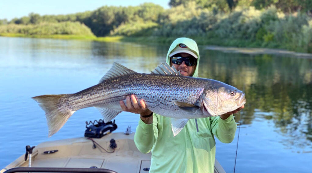 Trophy-sized striped bass like this one are targets for guide Hogan Brown and his clients, who drift the Sacramento River near Chico and cast flies to these monster fish. (Hogan Brown)