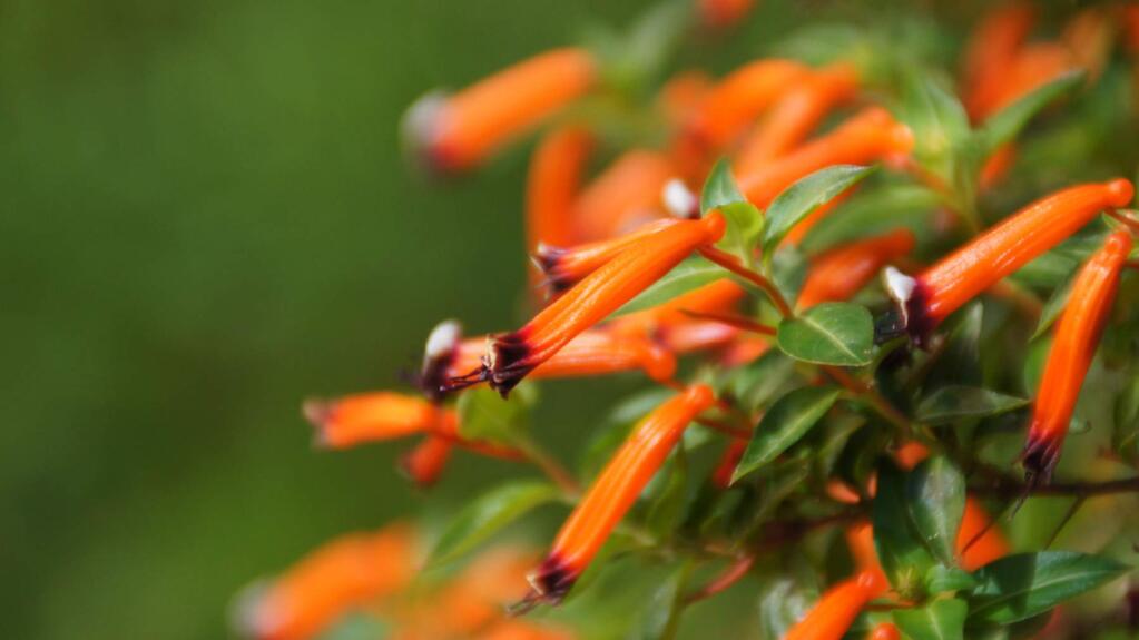 Cuphea or cigar plants are colorful and also friendly to hummingbirds.