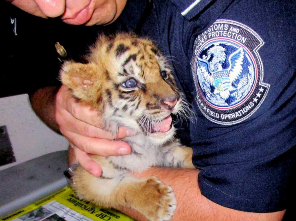 FILE - This Aug. 23, 2017, file photo provided by U.S. Customs and Border Protection shows an agent holding a male Bengal tiger cub that was confiscated at the U.S. border crossing at Otay Mesa southeast of downtown San Diego. 18-year-old Luis Valencia was sentenced Tuesday, Feb. 20, 2018, to six months in prison for smuggling in the cub from Mexico. (U.S. Customs and Border Protection via AP, File)