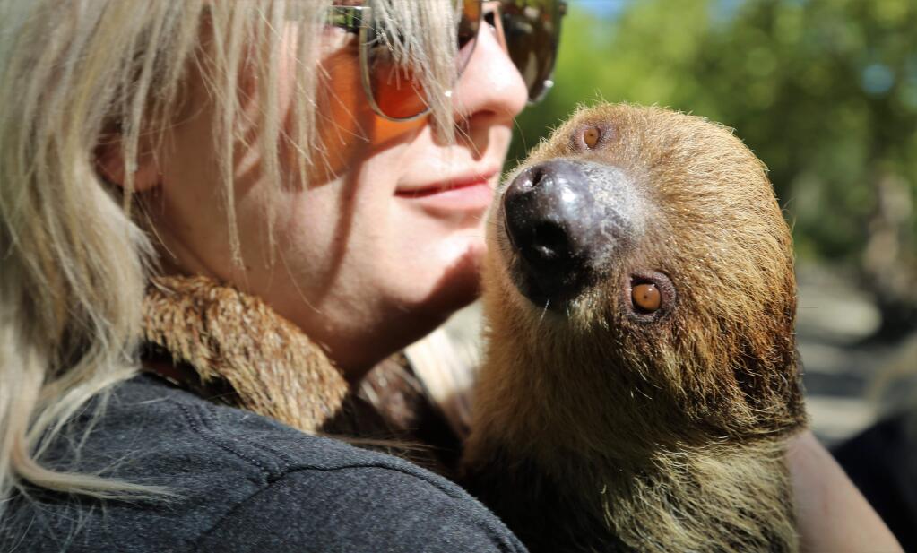 Brandi Blue holds a Three-Toed Sloth during Safari West's 25th anniversary celebration in Santa Rosa, California on Sunday Oct. 7, 2018. (WILL BUCQUOY/ FOR THE PD)