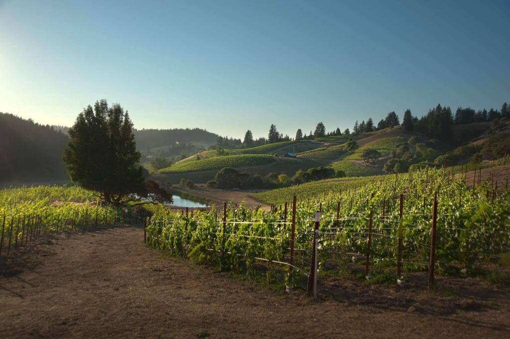 Rhys Vineyards purchased this property in Mendocino County's prime pinot noir region of Anderson Valley in 2008. In 2015, Rhys bought the 4,500-acre Clarke Ranch property at the north end of the county and planned to plant a small vineyard. (RhysVineyards.com)