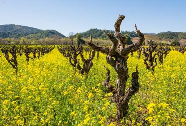 Mustard grows between fallow mature vines in a Sonoma vineyard, helping make the wine country a year-round scenic destination for visitors. (Shutterstock)