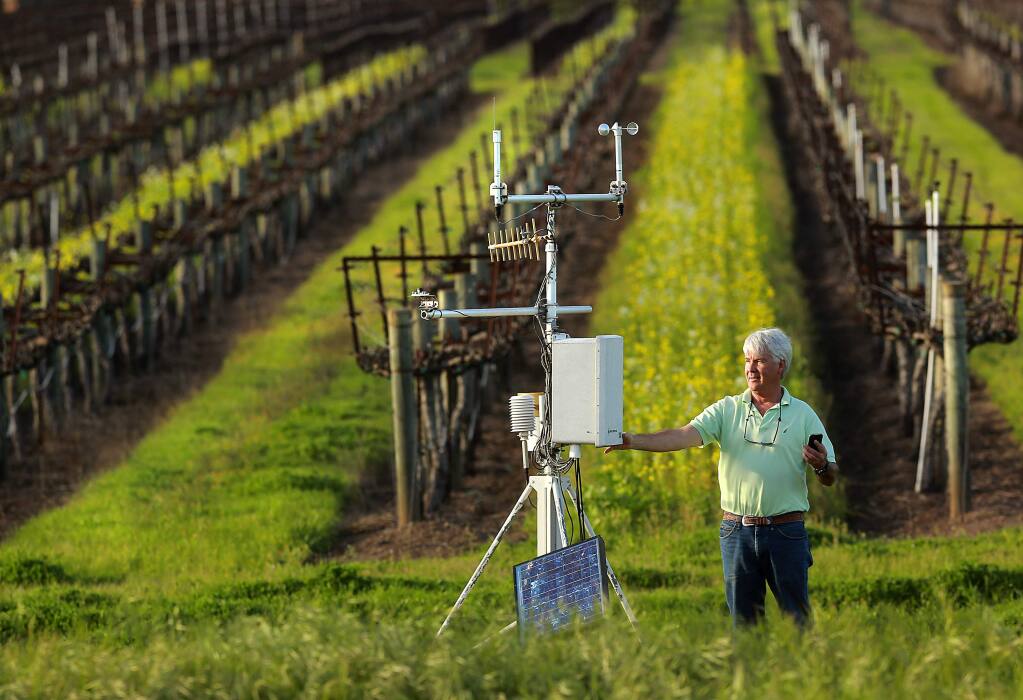 Steve Thomas, director of vineyard operations at Kunde Family Vineyards in Kenwood, checks the temperature readings relayed to his phone from a high tech weather station which also measures soil moisture through sensors in the vineyard. (Photo by John Burgess/The Press Democrat)