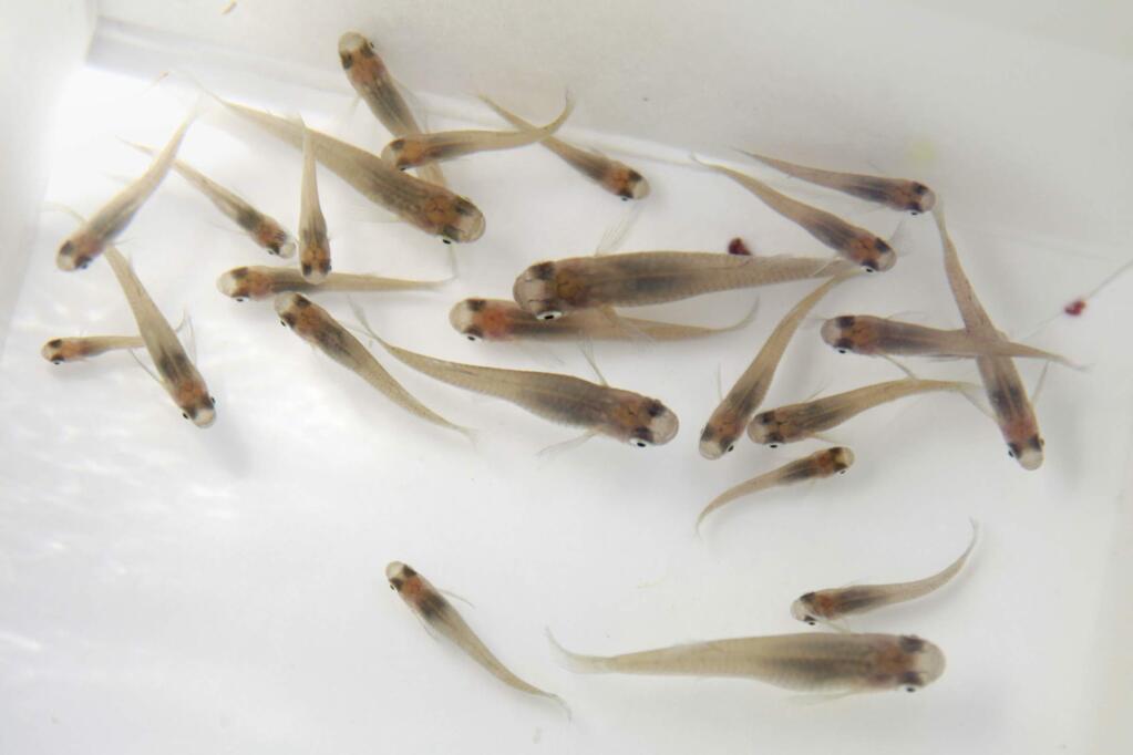 Mosquitofish are used by the Marin/Sonoma Mosquito and Vector Control District to eat mosquito larvae in ponds and water features. (BETH SCHLANKER/ The Press Democrat)