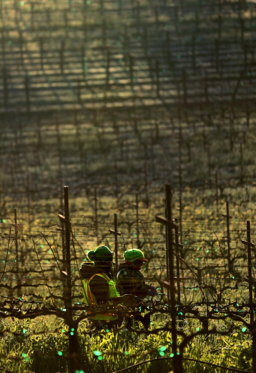 Vineyard workers from Redwood Empire Vineyard Management inc. work in a vineyard along Westside Road in Healdsburg, Tuesday Feb. 20, 2018 bundled up against the cold morning air. (Kent Porter / The Press Democrat) 2018