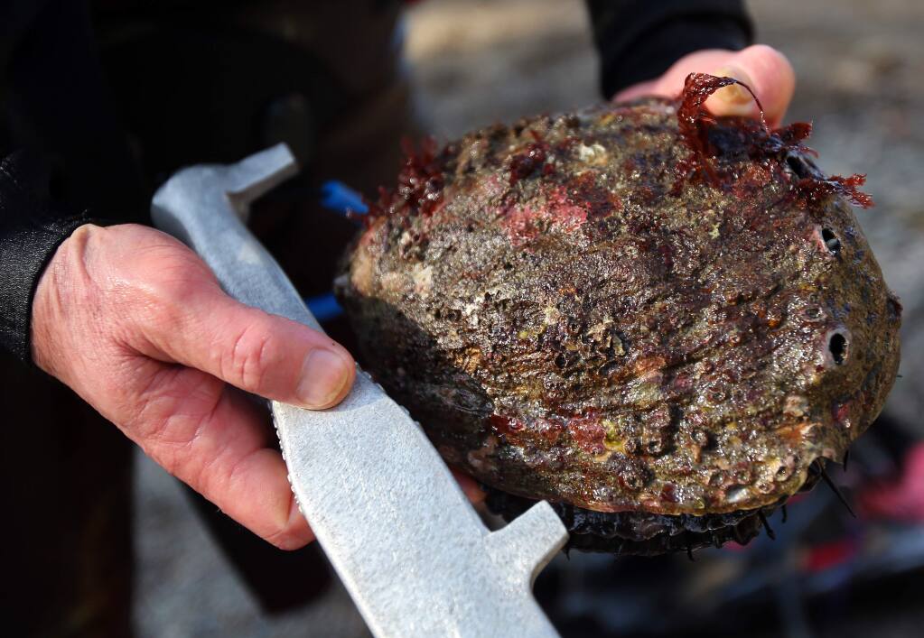 Konrad Koessel, of El Cerrito, displays one of the three abalone he took while diving in Timber Cove on Friday, April 3, 2015. (Christopher Chung/ The Press Democrat)