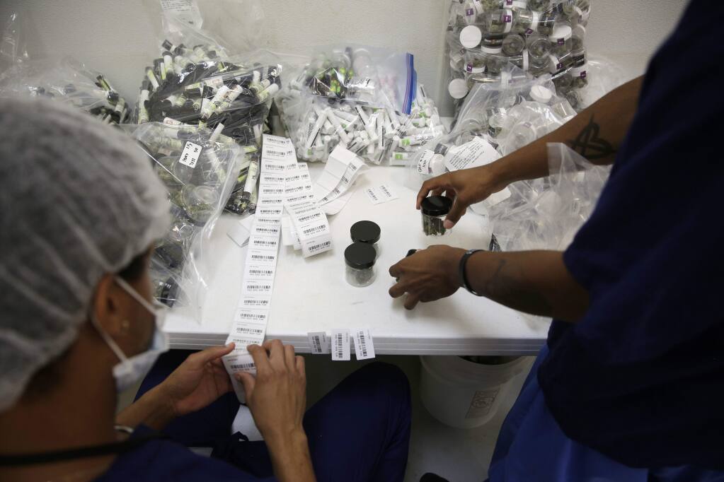 File - In this June 28, 2017, file photo, workers put barcode stickers on jars of marijuana at the Desert Grown Farms cultivation facility in Las Vegas. California is trying a new strategy to cut into the state's huge illegal marijuana market. State regulators have proposed rules that would require legal shops to post their unique quick response code certificates in storefront windows to help consumers identify licensed businesses. Shoppers would use their smartphones to scan the familiar, black-and-white codes, similar to a bar code, to determine if a business is selling legal, tested cannabis products. (AP Photo/John Locher, File)