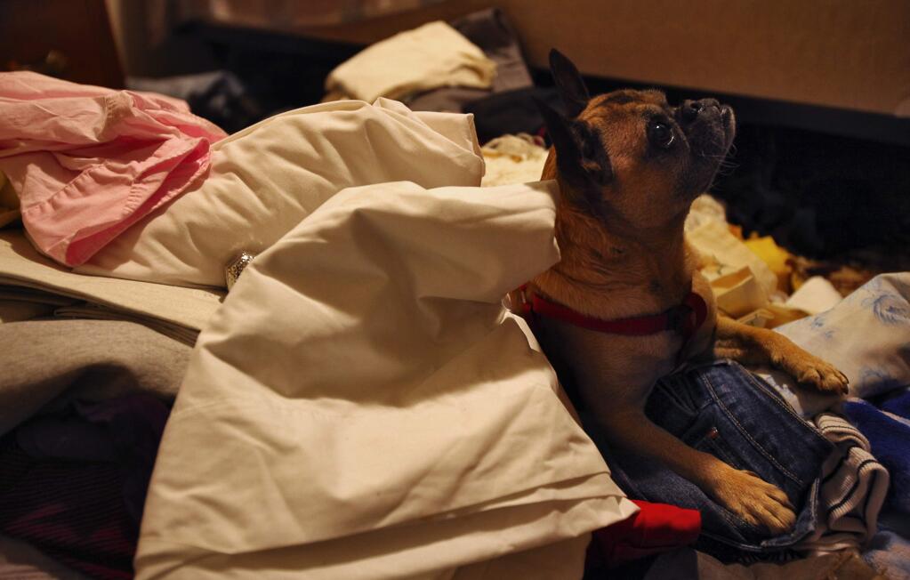 Mario Uribe's dog, Bugsea, sits in a pile of ransacked clothing at Uribe's home, in the Whispering Pines are of Cobb, on Monday, September 28, 2015. (Christopher Chung/ The Press Democrat)