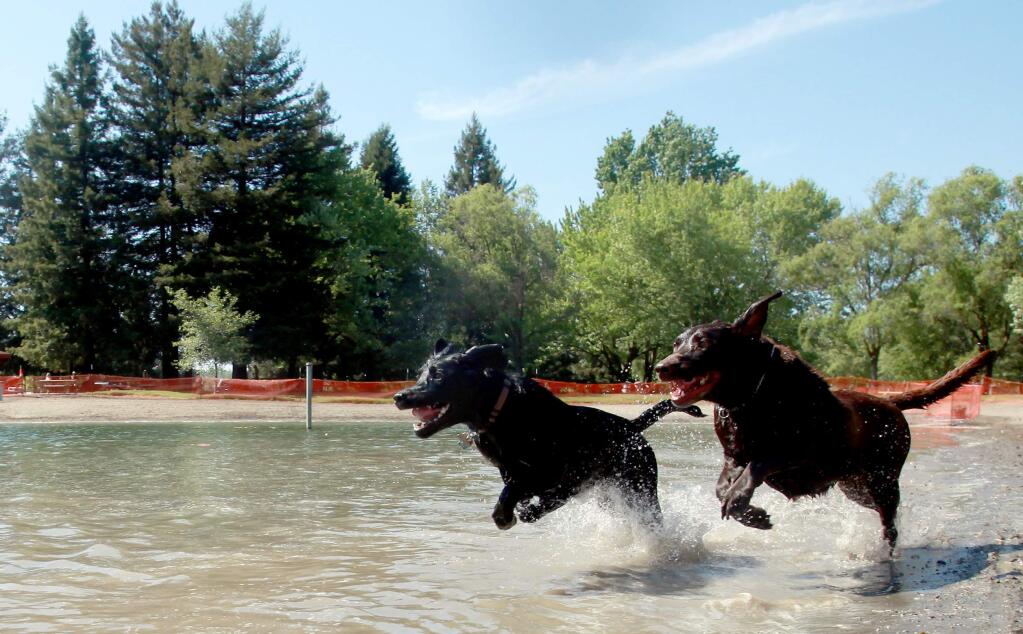 Maggie, left, and Truckee, right run for the ball during Spring Lake Park's Water Bark in 2012. (Crista Jeremiason / Press Democrat)