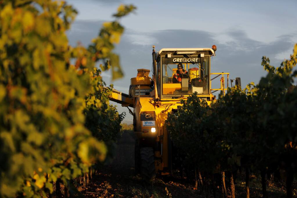 An employee of Vino Farms, a vineyard management company, operates a harvester to pick cabernet sauvignon grapes at Sallyvine Vineyard in Geyserville on Wednesday, Oct. 31, 2018. (BETH SCHLANKER/ The Press Democrat)
