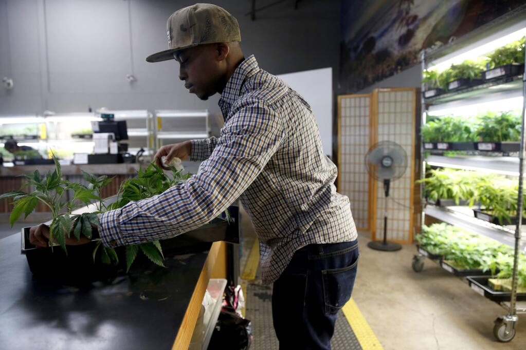 Calvin, an employee who wished not to give his last name, handles marijuana plants for sale at the OrganiCann dispensary in Santa Rosa, on Wednesday, November 9, 2016. (BETH SCHLANKER/ The Press Democrat)