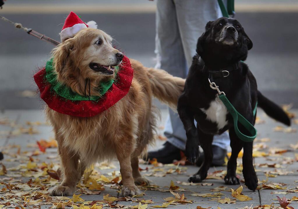 Golden retriever Rhonda, 11, stasy calm as a friend gets a little amped up before getting their photo taken with Santa, at a past Pet Lifeline's Santa Paws event. (Kent Porter / Press Democrat)