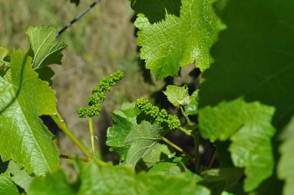 Sauvingon blanc berries in their infancy at Sonoma Valley High School vineyard.