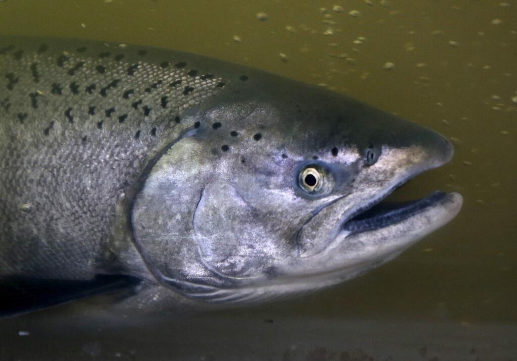 A Chinook salmon swims through the Sonoma County Water Agency's fish ladder in Forestville. The California Department of Fish and Wildlife, in a warning issued earlier this month, is advising dog owners to keep their pets away from raw salmon, steelhead, trout and other freshwater fish carcasses.  (BETH SCHLANKER/ The Press Democrat)