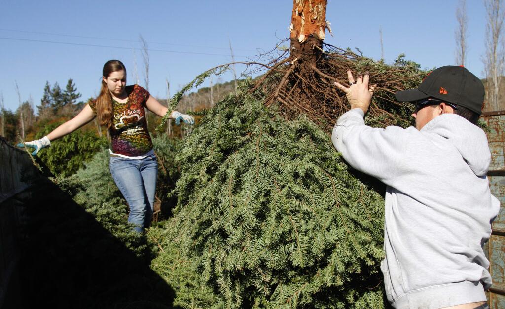 Index-Tribune file photoThe Girl Scouts will again be collecting Christmas trees to recycle for three weekends starting this Saturday, Dec. 27.