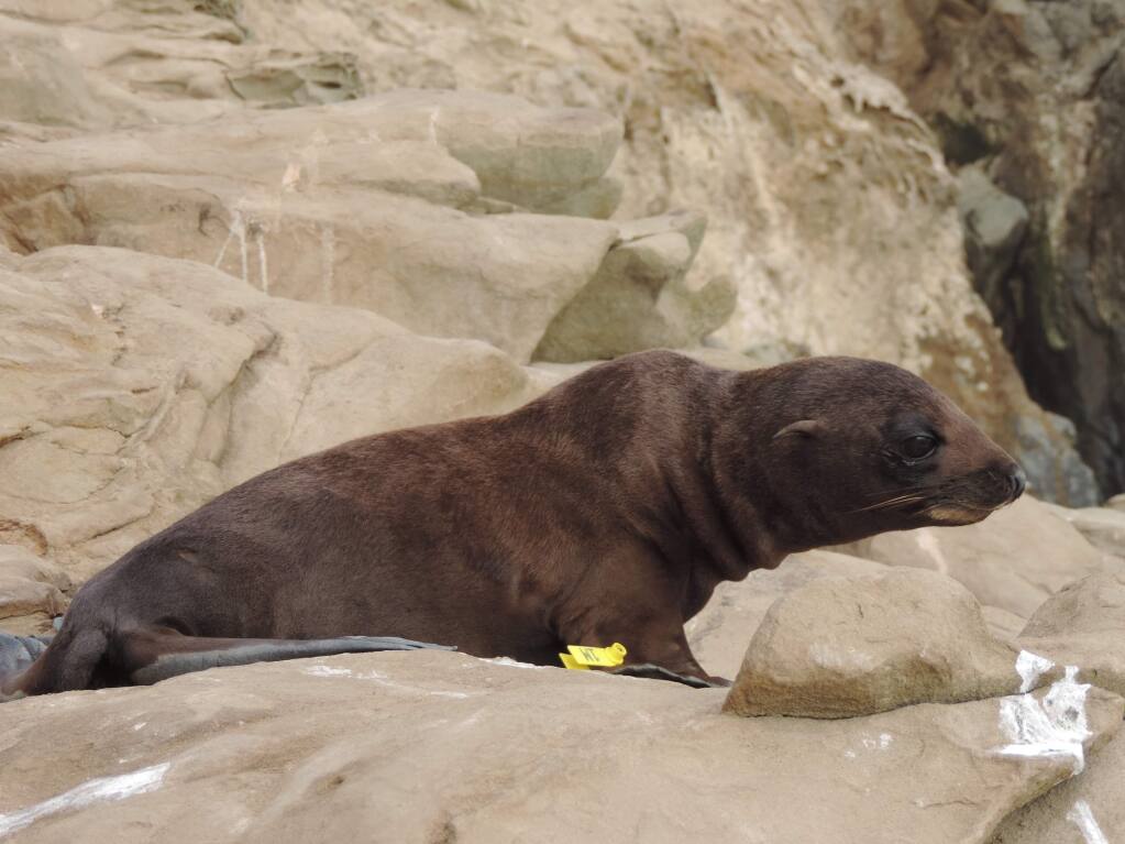 A Guadalupe fur seal (NOAA FISHERIES)