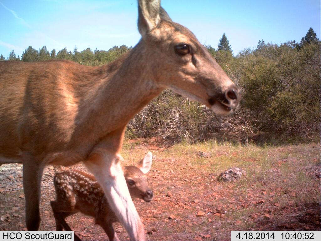 Young Bambi follows his unnamed mother in front of a critter cam in the Sonoma Valley (Sonoma Land Trust)