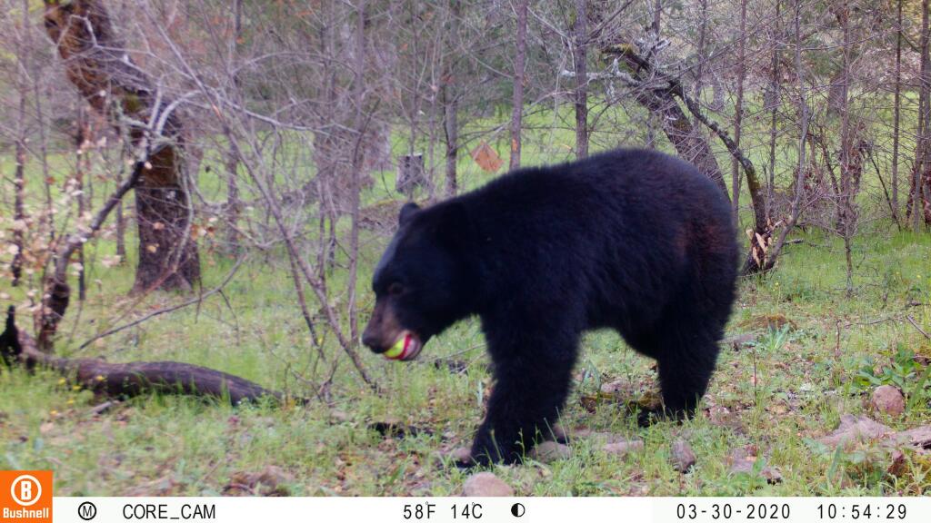 A black bear wanders through Pepperwood Preserve in the Mayacamas Mountains with a tennis ball stolen from a rebar marker in his mouth on March 30, 2020. Several cameras have been placed throughout the preserve to document the wildlife there. (Pepperwood Preserve)