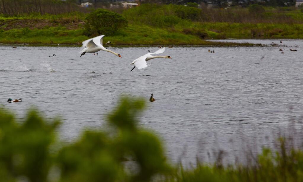 Petaluma, CA, USA._Tuesday, April 02, 2019. Dozens of mute swans from Canada have been spotted at Shollenberger Park recently. Early spring is an active time for bird watching at Petaluma's wildlife sanctuary.(CRISSY PASCUAL/ARGUS-COURIER STAFF)