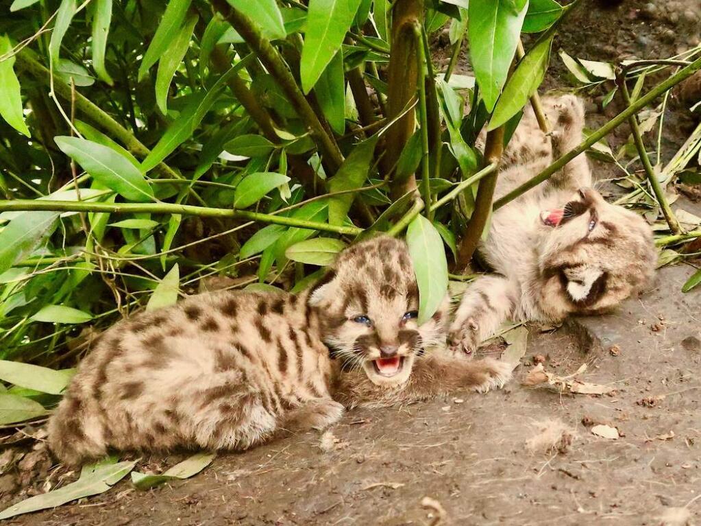 Two 10-day-old mountain lion kittens at a den in Trione-Annandel State Park, discovered in February by Quinton Martins of ACR's Living With Lions project. (Quinton Martins/ACR)