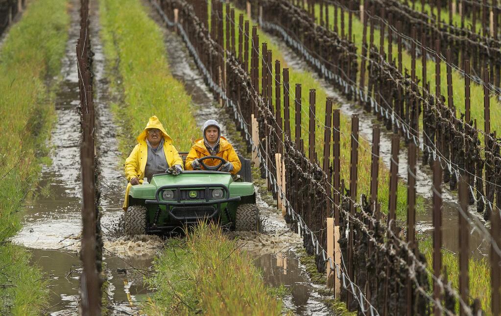 Workers make their way through a flooded vineyards at Korbel Champagne Cellars on the Russian River on a rainy Monday afternoon. (photo by John Burgess/The Press Democrat)