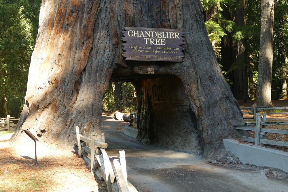 Famous Chandelier Tree in Drive-Thru Tree Park in Leggett. (Milan Sommer / Shutterstock)