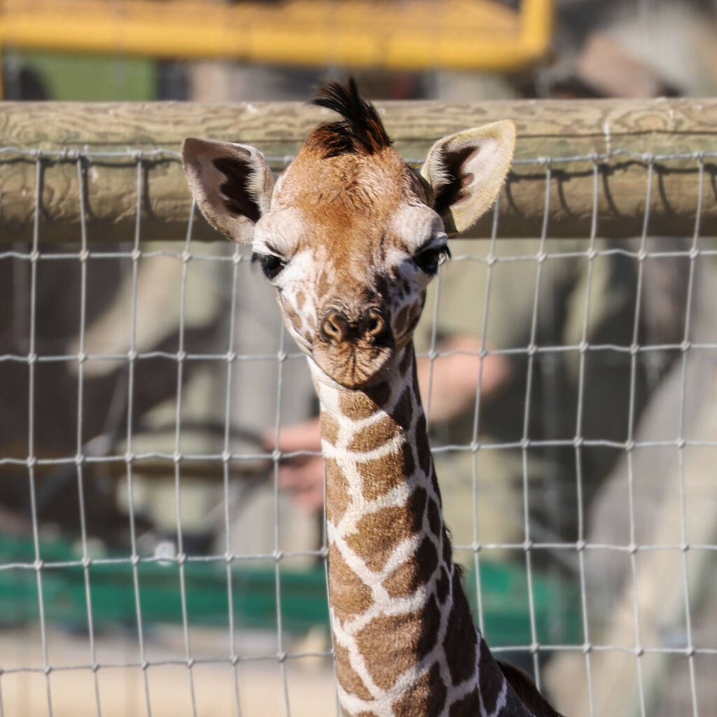 Safari West has a new addition to show off this year — a baby giraffe. (courtesy of Safari West)