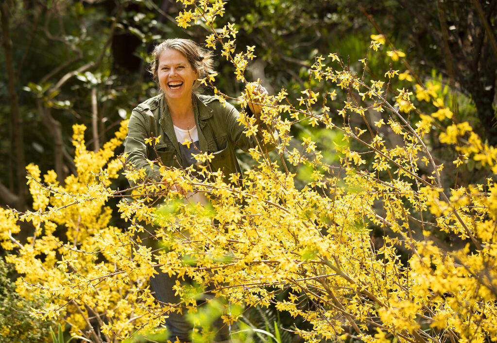 Hadley Dynak, the new owner of the Western Hills Garden in Occidental, poses among the blooming forsythia. She is the new owner of the historic nursery in Occidental.   (John Burgess / The Press Democrat)