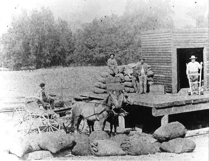 W.W. Travis drives a team of horses to haul charcoal to the train depot in Forestville in 1874. (Sonoma County Library)