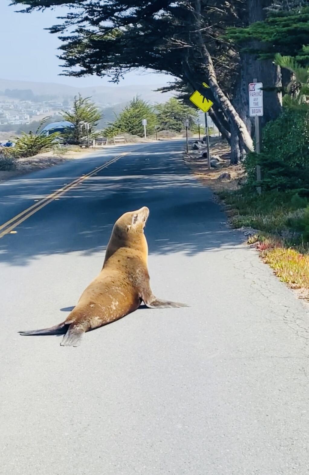 A seal pup beached-up on Doran Beach Road near Cypress day use area in Doran Regional park. Ranger James Gergus helped load the crated animal onto a Marine Mammal Center rescue truck. (Photo by Ranger James Gergus)