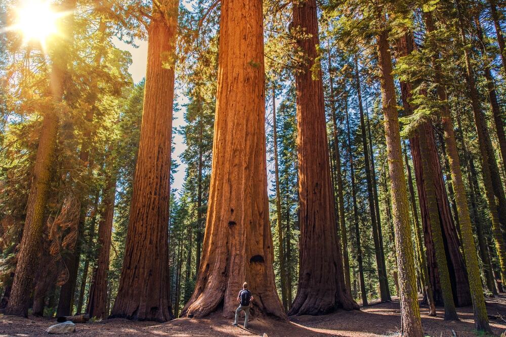 Sequoia National Park (Virrage Images/Shutterstock)