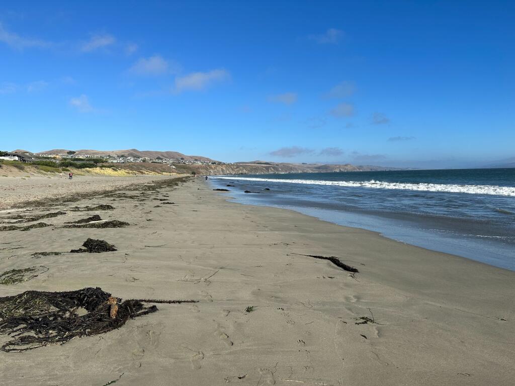 Doran Beach in Bodega Bay, Monday, Sept. 4, 2023. A number of dead sea lions have washed ashore recently and local residents say they want answers. (Colin Atagi / The Press Democrat file)