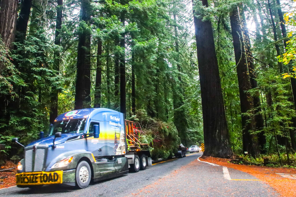 “The People’s Christmas Tree,” an 84-foot white fir from Six Rivers National Forest in Northern California, is making its way across the country to the U.S. Capitol, where it will be displayed throughout the holidays. (James Edward Mills)