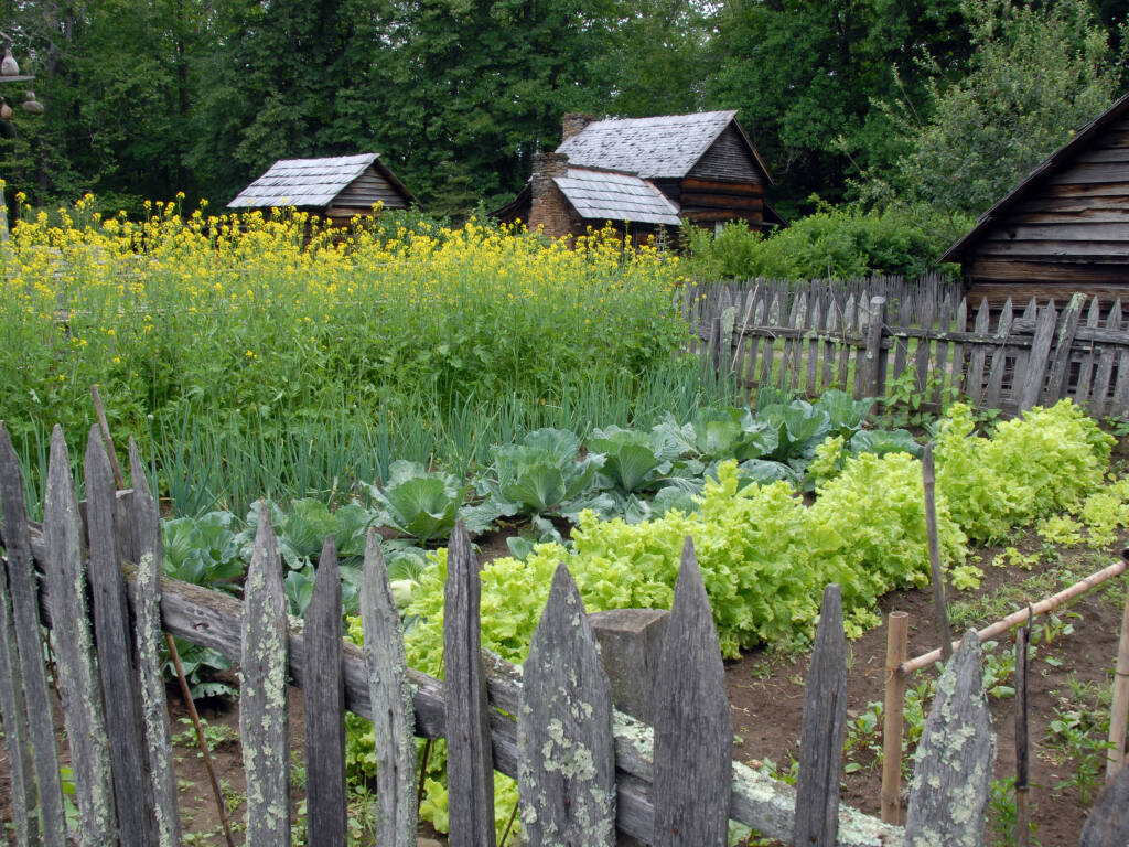 Garden with mustard. Craig Litwin photo.