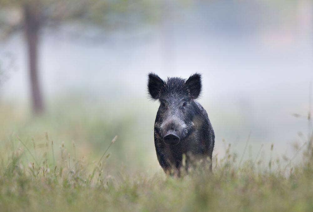 Feral pig (California Department of Fish and Wildlife)