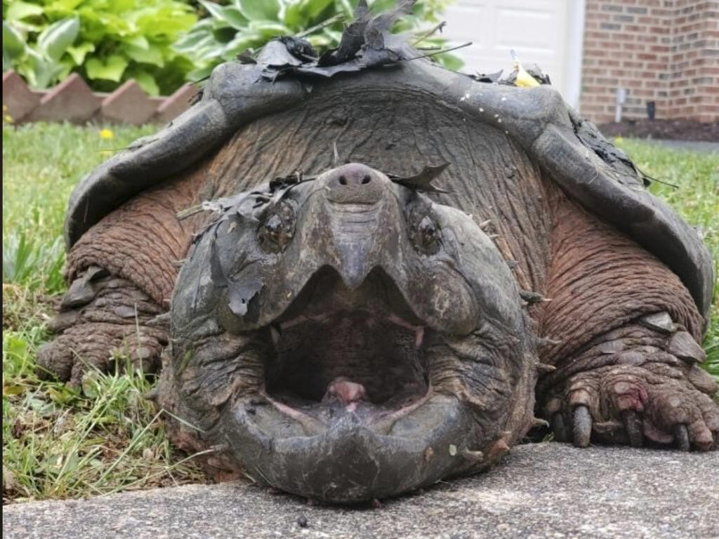 Photo of an alligator snapping turtle of the kind thought to have been found in Santa Rosa’s Lake Ralphine. This 2020 photo shows a 65-pound alligator snapping turtle in Alexandria, Va. (Fairfax County Police Department via AP, File)