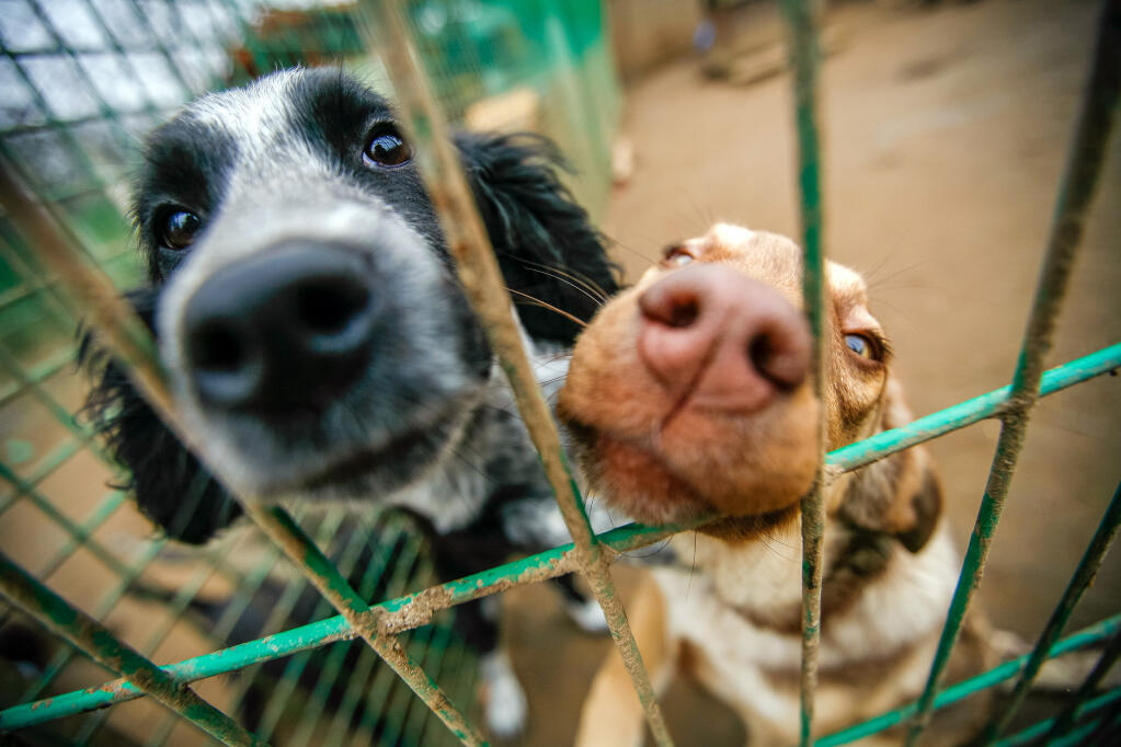 Below is a list of Sonoma County Animal Rescue organizations of which we are aware - but it could be incomplete! So if you want us to list another - please send it along to vesta@sonic.net. (shutterstock)